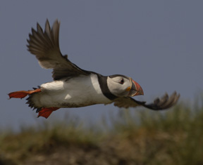 Puffin on the wing